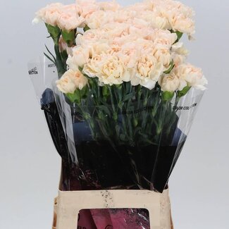 Freshy Lange Anjer “Lizzy” | Kleur: Oranje | Lengte ± 70 centimeter | Per 20 stelen