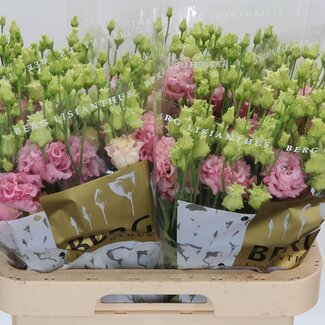 Freshy Eustoma Lisianthus Gevuld “Alissa Light Pink” | Kleur: Roze | Lengte ± 70 centimeter | Per 10 stelen