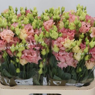 Freshy Eustoma Gevuld Corelli Coral