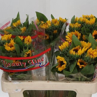 Freshy Helianthus Zonnebloem “Sunova” | Kleur: Geel | Lengte ± 50 centimeter | Per 10 stelen