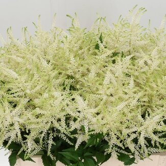 Freshy Astilbe Ja Whasingthon