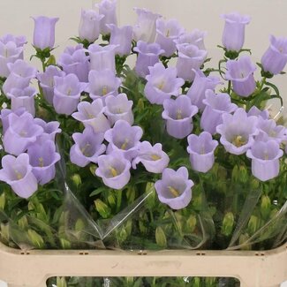 Freshy Campanula Medium “Champion Lavendel” | Kleur: Paars | Lengte ± 75 centimeter | Per 10 stelen