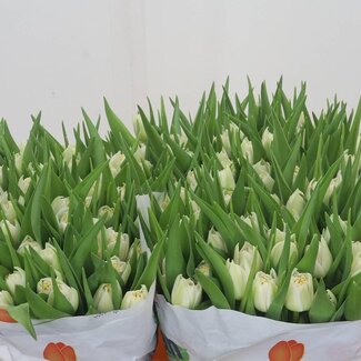 Freshy Dubbelbloemige Tulp “Iceberg” | Kleur: Wit | Lengte ± 37 centimeter | Gewicht ± 28 gram per tak | Per 50 stelen