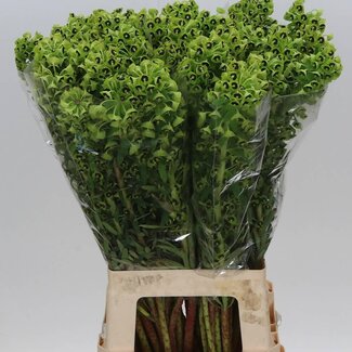 Freshy Euphorbia Characias “Black Pearl” | Kleur: Groen | Lengte ± 70 centimeter | Per 10 stelen