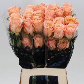 Freshy Grootbloemige Roos “Shimmer” | Kleur: Roze | Lengte ± 60 centimeter | Herkomst Ecuador | Per 20 stelen