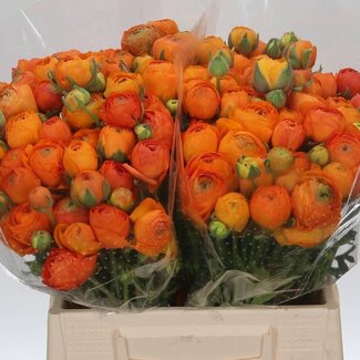 Freshy Ranunculus Elegance “Orange” | Kleur: Gemengde Kleuren | Lengte ± 40 centimeter | Per 50 stelen