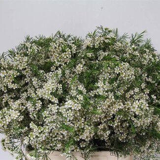 Freshy Chamelaucium Uncinatum Waxflower “Ofir” | Kleur: Wit | Lengte ± 70 centimeter | Gewicht ± 60 gram per tak | Per 25 stelen