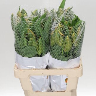 Freshy Franse Parkiet Tulp “Avignon Parrot” | Kleur: Rood | Lengte ± 60 centimeter | Gewicht ± 70 gram per tak | Per 10 stelen