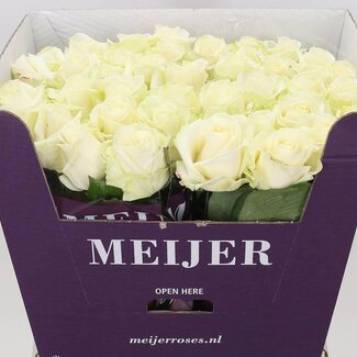 Freshy Grootbloemige Roos “Avalanche Masterpiece” | Kleur: Wit | Lengte ± 70 centimeter | Per 10 stelen