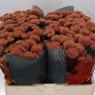 Freshy Chrysanthemum Chrysant Santini XL “Ellison Salmon” | Kleur: Roze | Lengte ± 55 centimeter | Per 25 stelen