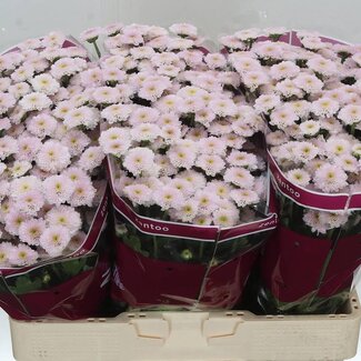 Freshy Chrysanthemum Chrysant Santini “Miller Pearl” | Kleur: Roze | Lengte ± 55 centimeter | Per 25 stelen