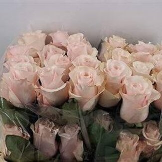 Freshy Grootbloemige Roos “Paulina” | Kleur: Roze Wit | Lengte ± 60 centimeter | Gewicht ± 25 gram per tak | Herkomst Ecuador | Per 25 stelen