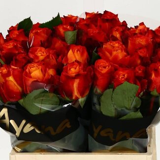 Freshy Grootbloemige Roos “Atomic” | Kleur: Rood | Lengte ± 40 centimeter | Herkomst Ecuador | Per 20 stelen