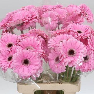 Freshy Gerbera “Alison” | Kleur: Roze | Lengte ± 65 centimeter | Per 10 stelen