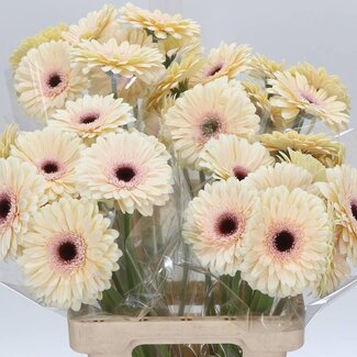 Freshy Gerbera “Eclair” | Kleur: Wit | Lengte ± 65 centimeter | Per 10 stelen