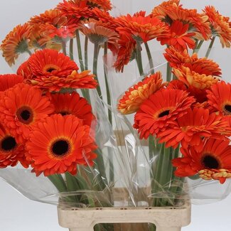Freshy Gerbera “Medina” | Kleur: Oranje | Lengte ± 65 centimeter | Per 10 stelen