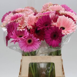 Freshy Gerbera * 65 Cm Mix in Bos X10 (kwekers Keus)