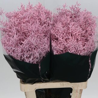 Freshy Limonium Kleurbehandeld “Skylight Roze” | Kleur: Roze | Lengte ± 70 centimeter | Gewicht ± 28 gram per tak | Per 25 stelen