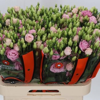 Freshy Eustoma Lisianthus Gevuld “Rosi Bright Pink” | Kleur: Roze | Lengte ± 70 centimeter | Per 10 stelen