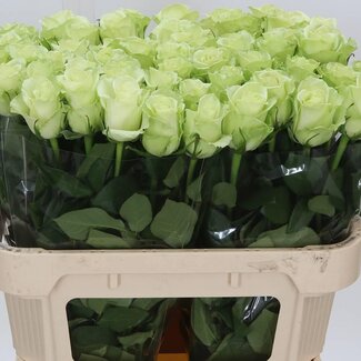 Freshy Grootbloemige Roos “Noëlle” | Kleur: Groen | Lengte ± 70 centimeter | Per 20 stelen