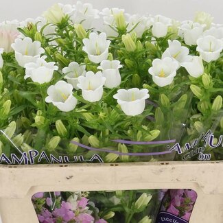 Freshy Campanula Medium “Champion White” | Kleur: Wit | Lengte ± 70 centimeter | Per 10 stelen
