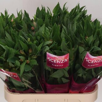 Freshy Alstroemeria Estee