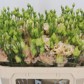 Freshy Eustoma Gevuld Alissa Light Apricot