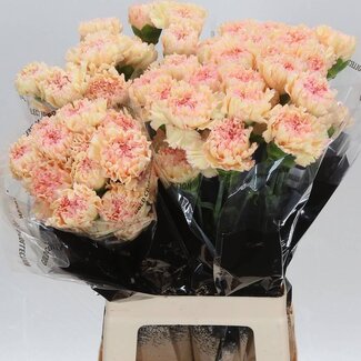 Freshy Lange Anjer “Ukelele” | Kleur: Geel | Lengte ± 70 centimeter | Per 20 stelen