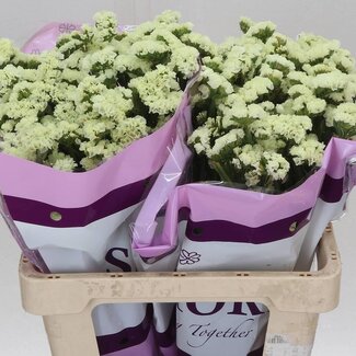 Freshy Limonium S Geel Sun Birds