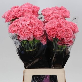 Freshy Lange Anjer “Betsy” | Kleur: Roze | Lengte ± 70 centimeter | Per 20 stelen