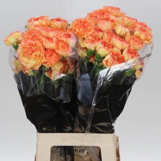 Freshy Lange Anjer “Boiro” | Kleur: Oranje | Lengte ± 70 centimeter | Per 20 stelen