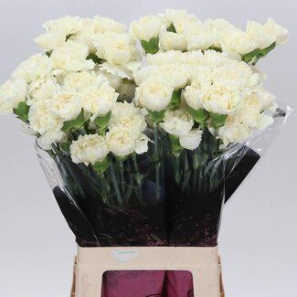 Freshy Lange Anjer “Diletta Crema” | Kleur: Geel | Lengte ± 70 centimeter | Per 20 stelen