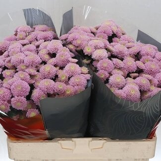 Freshy Chrysanthemum Chrysant Santini “Ellison Sweet” | Kleur: Paars | Lengte ± 55 centimeter | Per 25 stelen