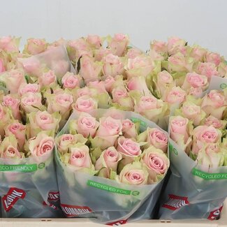 Freshy Grootbloemige Roos “Pink Athena” | Kleur: Roze | Lengte ± 50 centimeter | Per 10 stelen