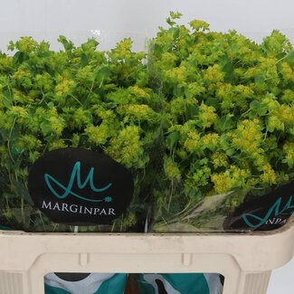 Freshy Bupleurum Rotundifolium