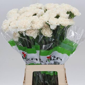 Freshy Lange Anjer “Moon Golem” | Kleur: Wit | Lengte ± 70 centimeter | Per 20 stelen