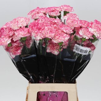 Freshy Lange Anjer “Komachi” | Kleur: Purperroze | Lengte ± 70 centimeter | Per 20 stelen