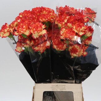 Freshy Anjer Lang Zenit