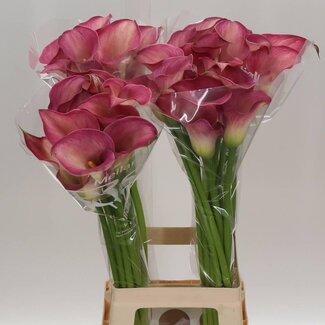 Freshy Zantedeschia Calla “Captain Romance” | Kleur: Rood | Lengte ± 80 centimeter | Per 10 stelen