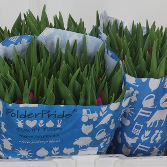 Freshy Tulp enkel Pink Ardour