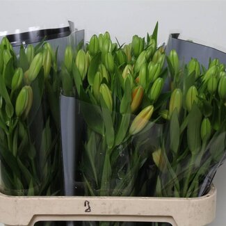 Freshy Lelie Longiflorum x Aziatische Lelie Aqua “Sunderland” | Kleur: Oranje | 3 bloemen | Lengte ± 80 centimeter | Per 20 stelen