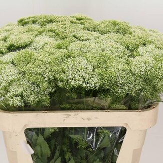 Freshy Trachelium “Lake Michigan” | Kleur: Wit | Lengte ± 70 centimeter | Per 20 stelen