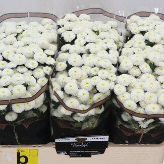 Freshy Chrysanthemum Chrysant Santini “Pizarro” | Kleur: Wit | Lengte ± 55 centimeter | Per 25 stelen