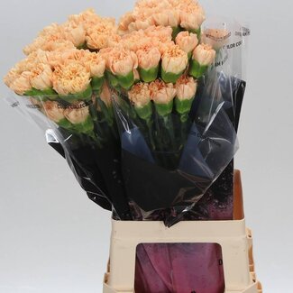 Freshy Lange Anjer “Crimea” | Kleur: Geel | Lengte ± 70 centimeter | Per 20 stelen