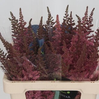 Freshy Astilbe Chinensis “Vision” | Kleur: Roze | Lengte ± 55 centimeter | Per 10 stelen