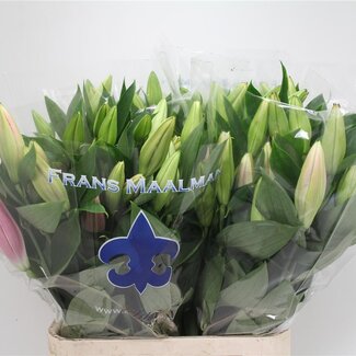 Freshy Lelie Oriental Aqua Marlon