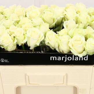 Freshy Grootbloemige Roos “Dolomiti” | Kleur: Wit | Lengte ± 50 centimeter | Per 20 stelen