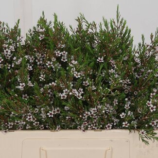 Freshy Chamelaucium Uncinatum Waxflower “Snow Flake” | Kleur: Wit | Lengte ± 50 centimeter | Gewicht ± 35 gram per tak | Per 25 stelen