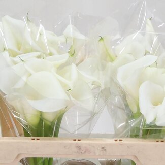 Freshy Zantedeschia White Art