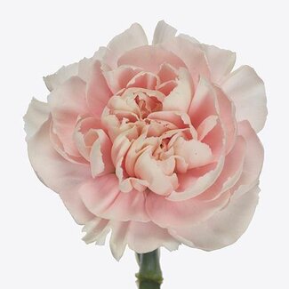 Freshy Hollandse Anjer “Altair” | Kleur: Roze | Lengte ± 60 centimeter | Per 20 stelen